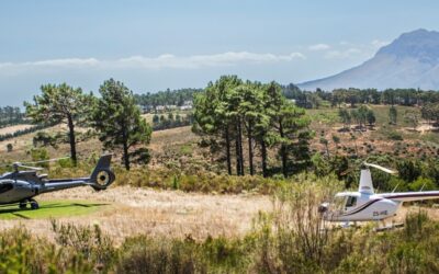 Peninsula Flight & lunch at Idiom wine farm