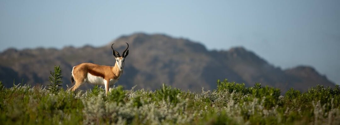 Idiom Wines Introduces New Eco-Safari Drive, Wine & Fynbos Experience