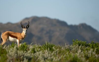 Idiom Wines Introduces New Eco-Safari Drive, Wine & Fynbos Experience