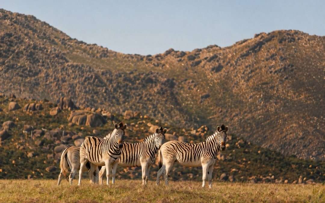 Discover Idiom’s Eco-Safari Drives: A Distinctive Fynbos and Wildlife Experience in the Cape Winelands