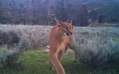 Conservation at Idiom: A Sanctuary for the Cape’s Wildlife in the Winelands