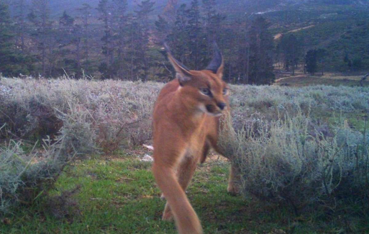 Rare Caracal Sighting at IDIOM