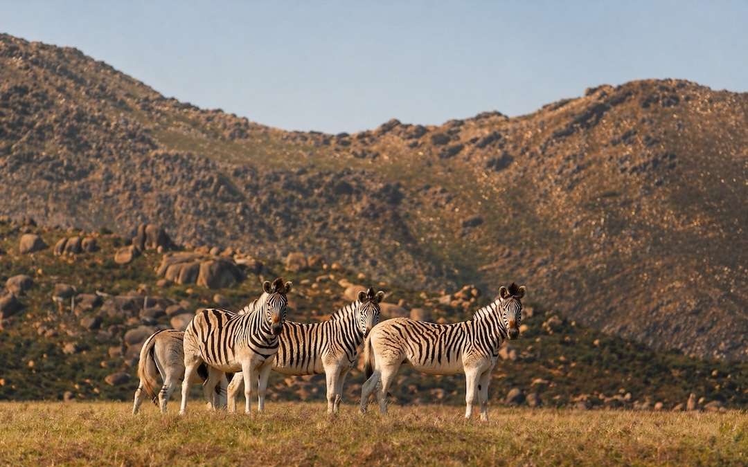Discover Idiom’s Eco-Safari Drives: A Distinctive Fynbos and Wildlife Experience in the Cape Winelands